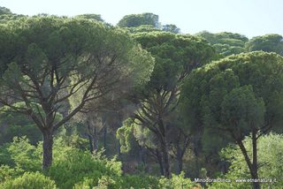 Pineta di Graniti